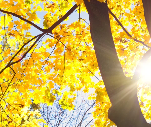 Yellow tree in the rays of autumn sun