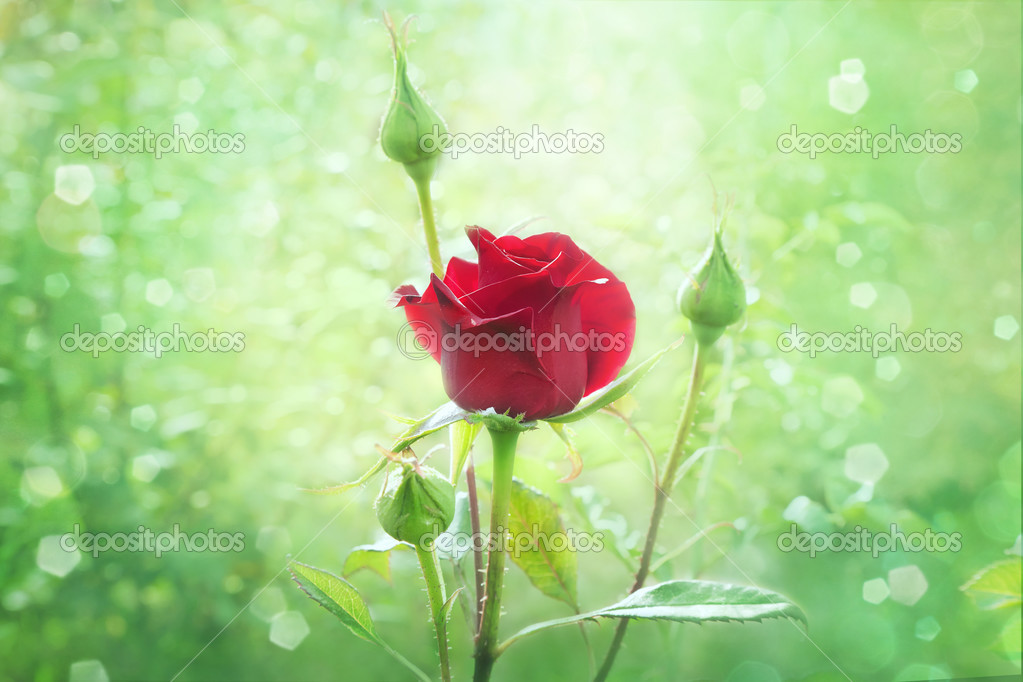 flor vermelha jardim:Botão de rosa vermelha no jardim — Fotografias de Stock © christas flor vermelha jardim:Botão de rosa vermelha no jardim — Fotografias de Stock © christas