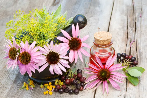 Coneflowers in mortar and vial with essentia oil in garden