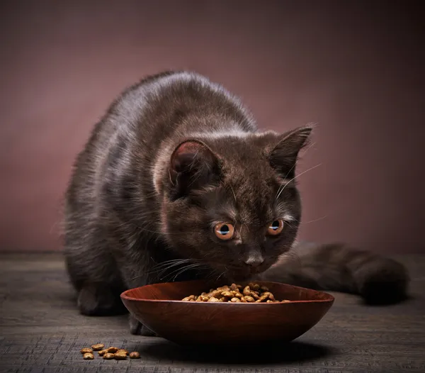 Brown kitten and cat food