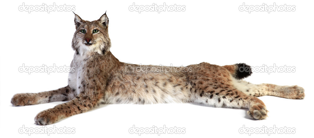 Stuffed Lynx