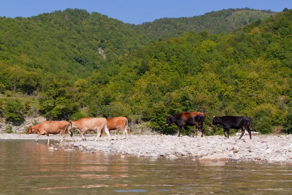 Cow herd in mountain river