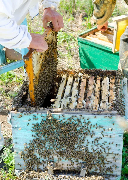 Beekeepers at work