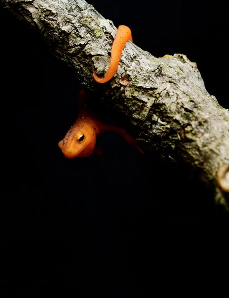 Red-Spotted Newt (Notophthalmus Viridescens)