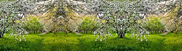 Beautiful blooming of apple and fruit trees