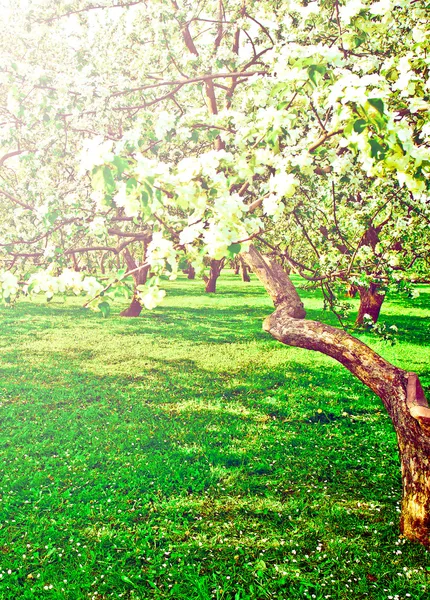 Beautiful blooming of decorative white apple and fruit trees over bright blue sky in colorful vivid spring park full of green grass by dawn early light with first sun rays, fairy heart of nature