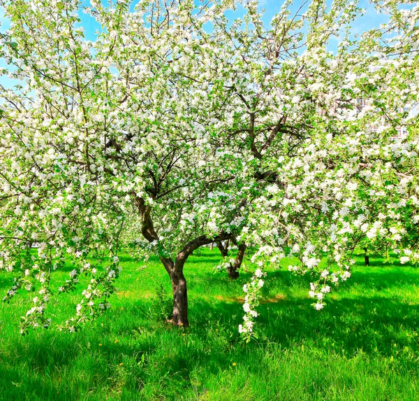 Floral apple trees over blue sky in spring park