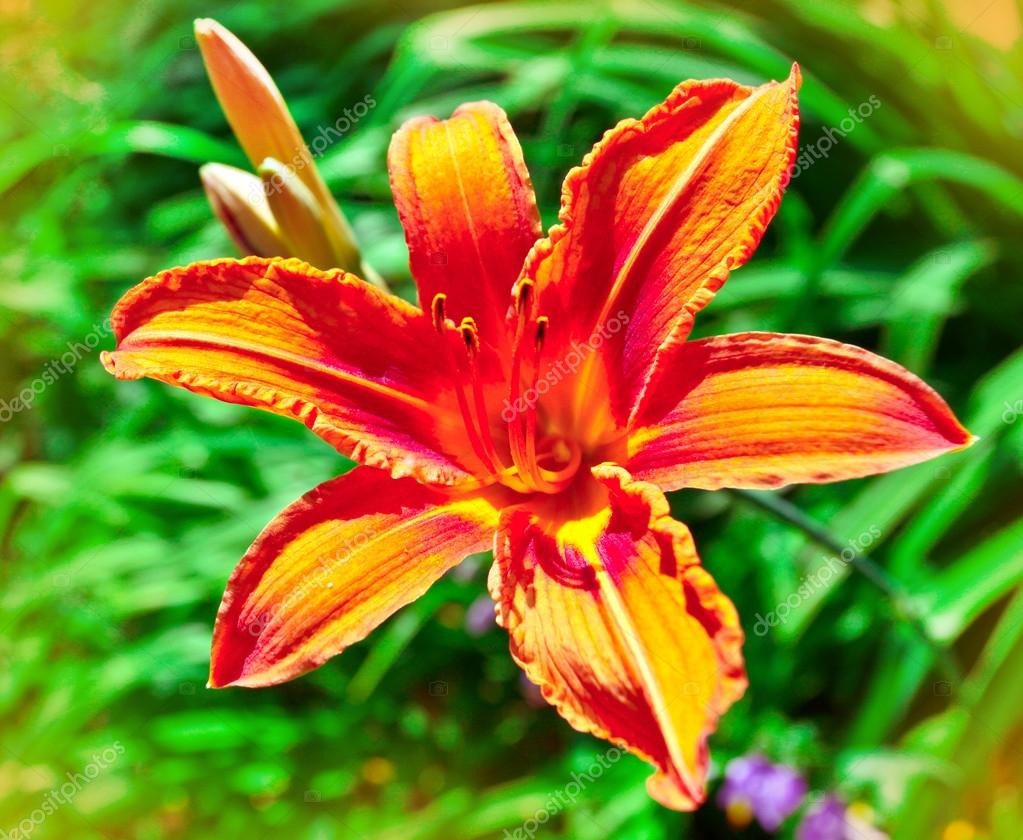 top 28 do tiger lilies bloom all summer tiger lily fence friday got to give each summer top 28 do tiger lilies bloom all summer tiger lily fence friday got to give each summer