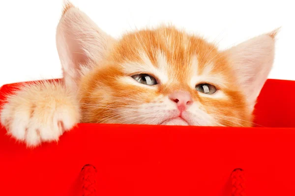 Red kitten