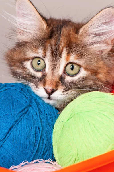 Kitten with balls of threads