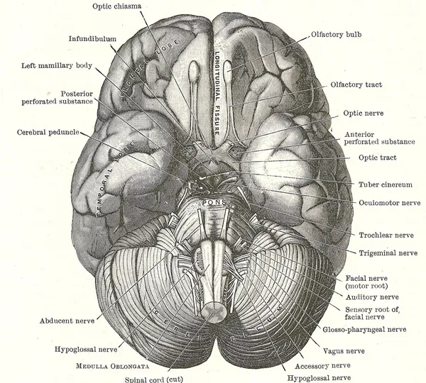 Dissection of the human brain