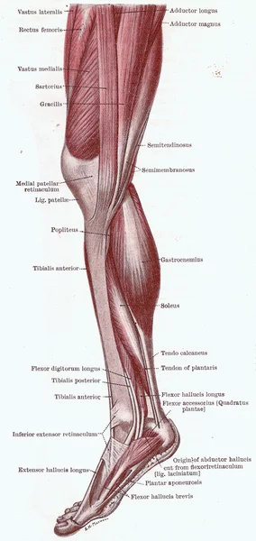 Dissection of the leg