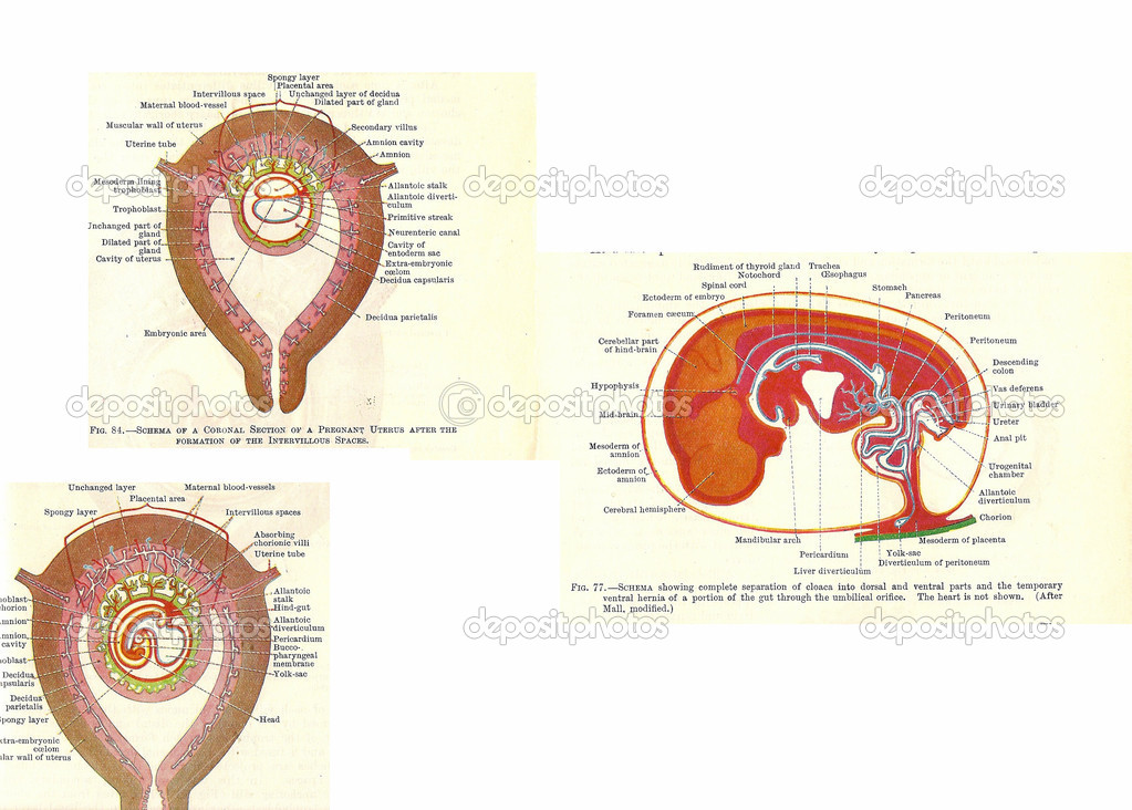 Stages in human fetal development Stock Photo cascoly 12740281 Biology Diagrams