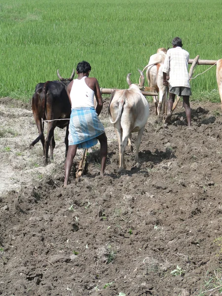 Indian farmer plowing with bullocks