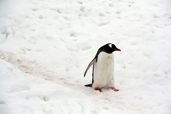 Gentoo penguin, light snow storm,