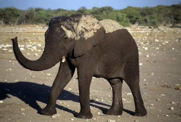 Elephant with dryijng mud on its back