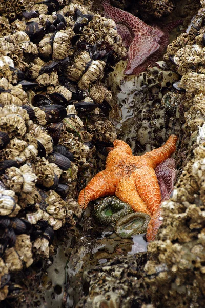 Orange starfish  exposed by low tides