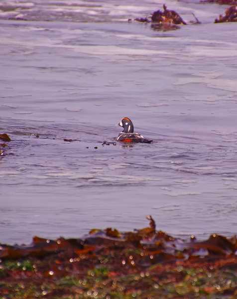 Harlequin Duck swimming in surf