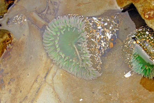 Green sea anemone under quiet water