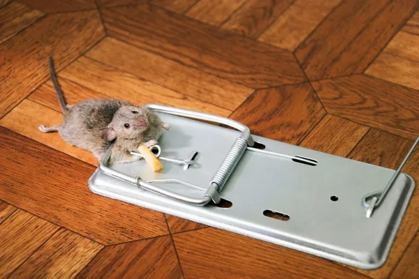 The mouse in a mousetrap