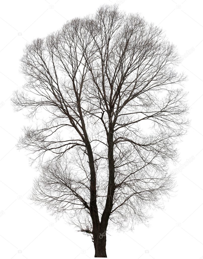 Tree without Leaves