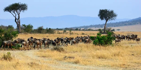 Africa landscape with antelopes gnu