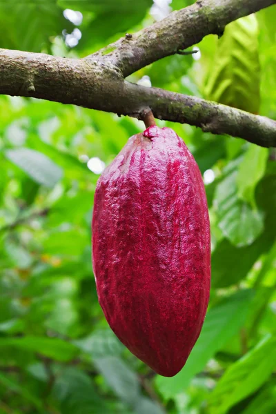 Cocoa tree with pods