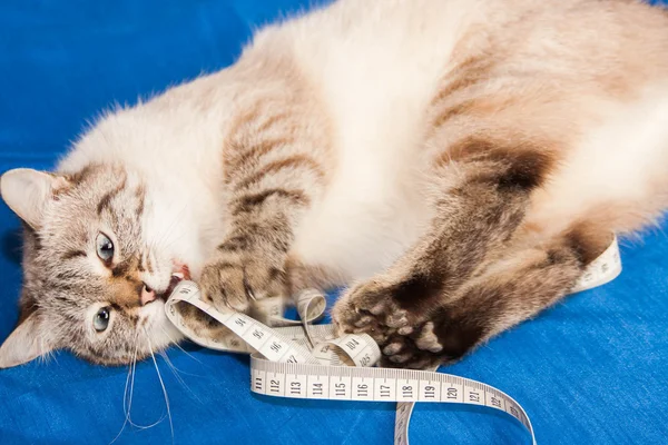 Lady-cat of the Thai breed plays