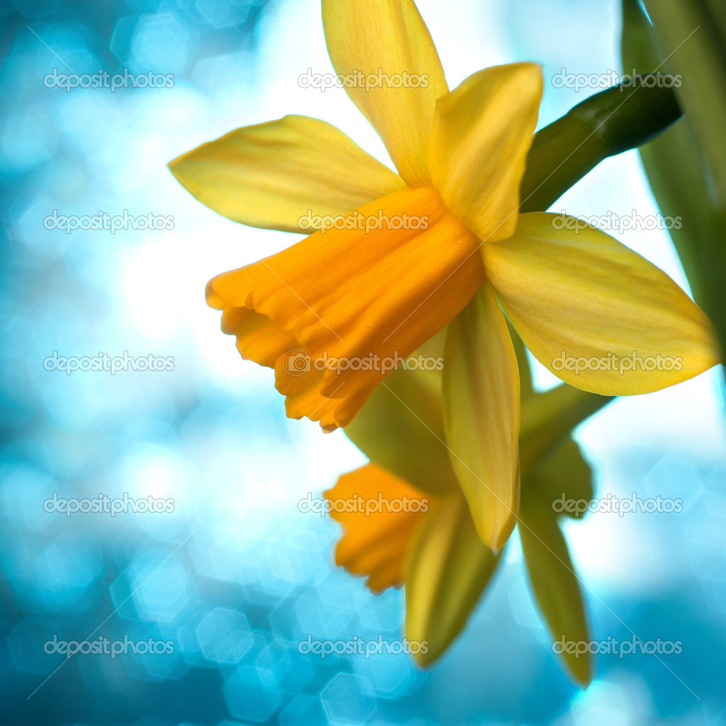 Beau Narcisse jaune ou arrière,plan de fleurs jonquilles \u2013 Image
