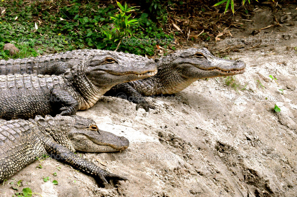 Group of American Alligators basking in the sun Stock Photo Alamy
