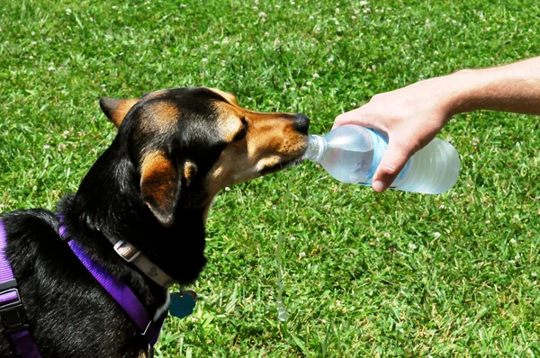 Dog drinking water