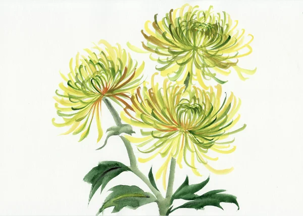 Yellow and green chrysanthemum