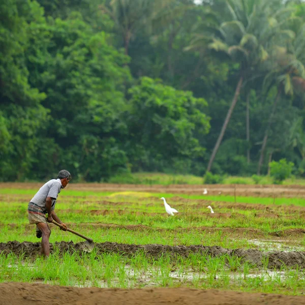 Manual work of the man on the rice field