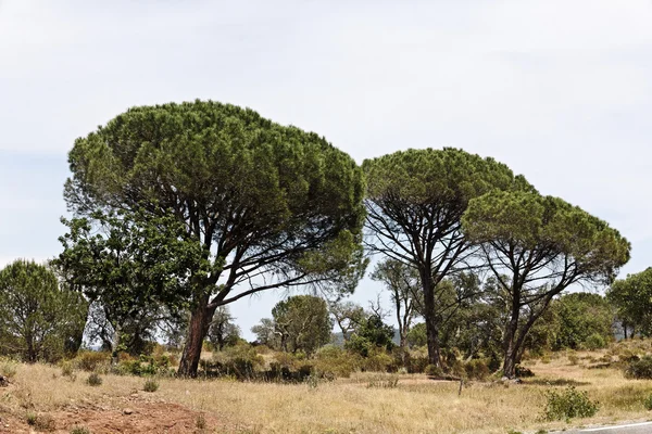 Pine forest (Pinus pinea) with Massif des Maures, Provence, Southern France (Stone pine, Italian stone pine, Umbrella pine)