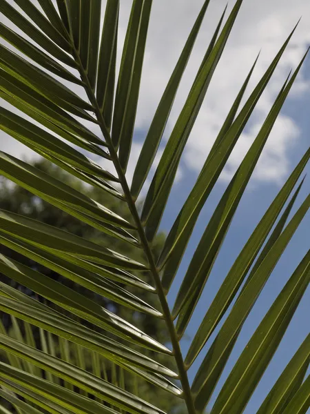 Date palm, Canary Islands Date Palm (Phoenix canariensis)