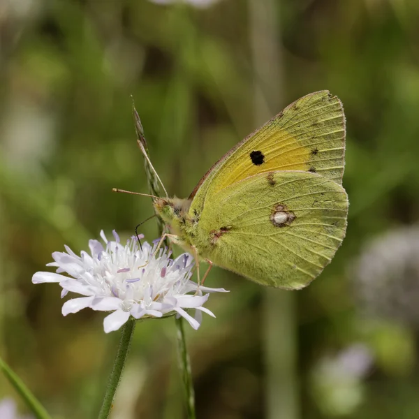 Colias crocea, Dark Clouded Yellow, Common Clouded Yellow , european butterfly from Corsica, France, Europe