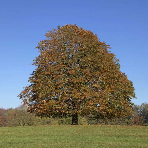 Horse chestnut tree (Aesculus hippocastanum) Conker tree in autumn, Lengerich, North Rhine-Westphalia, Germany, Europe