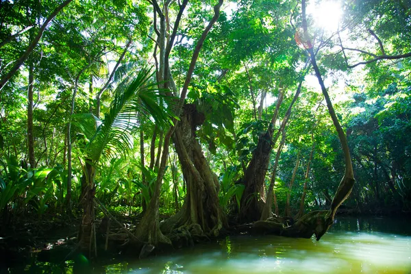 Lush green tropical vegetation alongside water