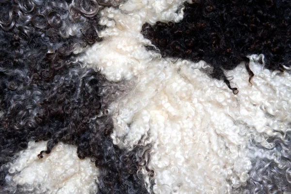 Black and white sheep wool