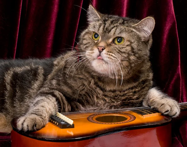 Cat with guitar in studio