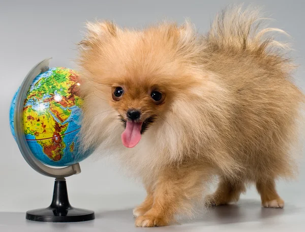 Pomeranian with a school globe