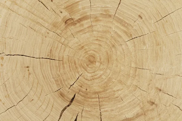 Fresh cut log
