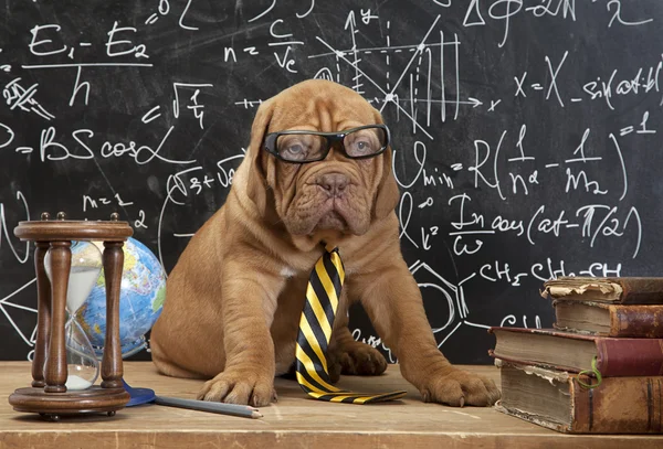French Mastiff puppy in glasses with books
