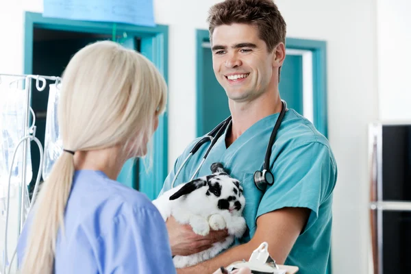 Veterinarian Doctor With Rabbit Looking At Female Nurse