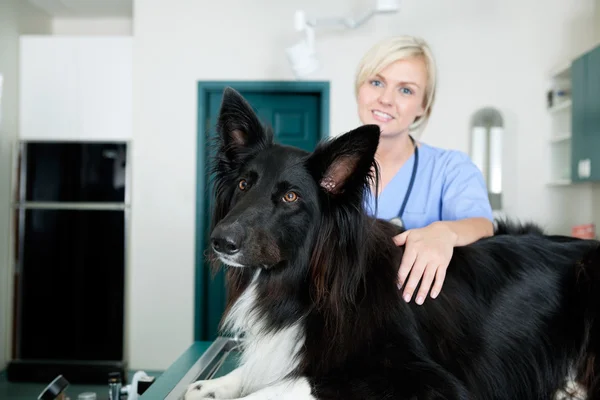 Female Veterinarian Doctor With A Dog At Clinic