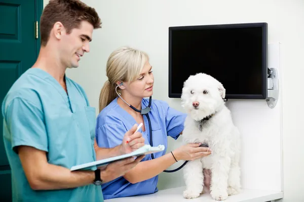Veterinarian Doctors Examining A Dog At Clinic