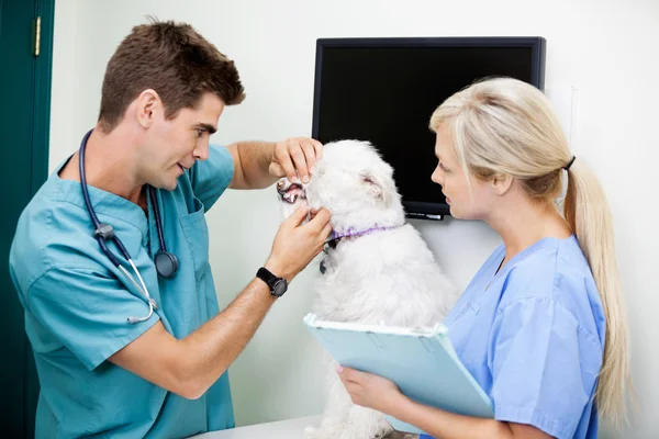 Female Nurse With Veterinarian Doctor Examining A Dog