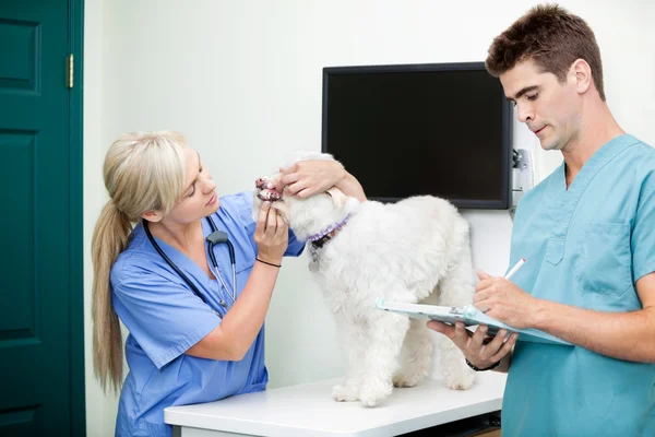 Male Doctor Writing On Clipboard With Colleague Examining A Dog