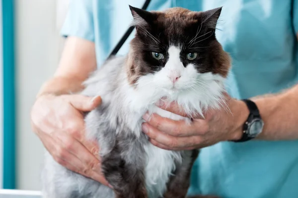 Mid Section Of Male Veterinarian Doctor Examining A Cat