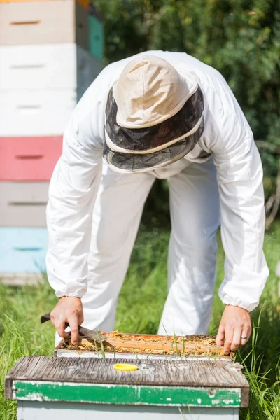 Beekeeper Working In His Apiary